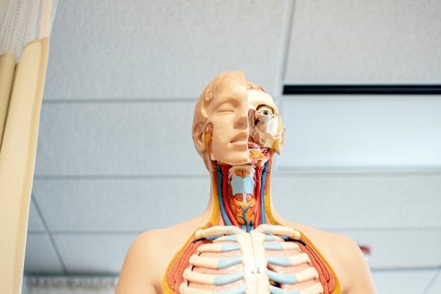 Anatomy & Physiology Course
